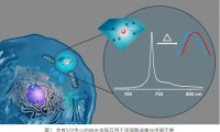 北京量子信息科学研究院在纳米金刚石生物量子传感研究中取得新进展